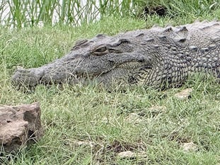 Crocodile