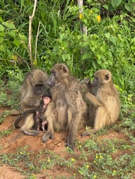 Family of Monkeys