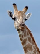 Giraffe 1