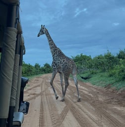 Giraffe Crossing