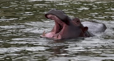 Hippo