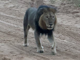 Male Lion