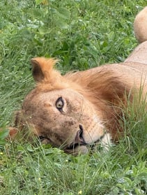Young Male Lion