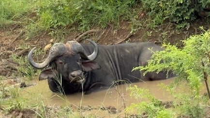 Kruger National Park Water Buffalo