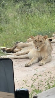 Kruger National Park Lions