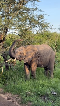 Kruger - Elephant
