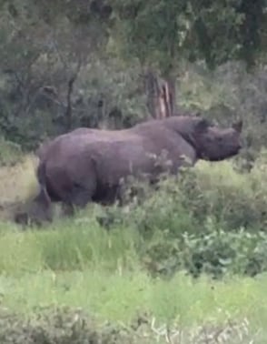 Black Rhino