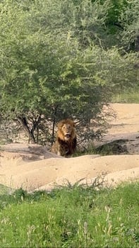 Kruger - Male Lion