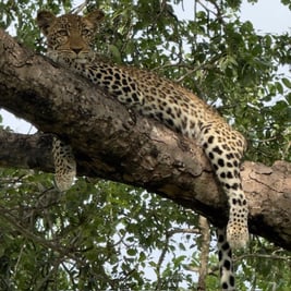 Kruger National Park Leopard