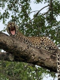 Kruger National Park Leopard