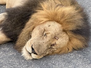 Kruger Safari Lion