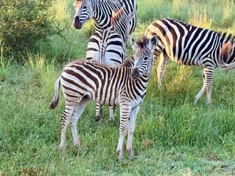 Kruger National Park Zebra