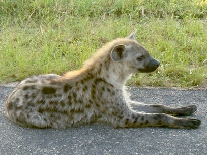 Kruger - Hyena