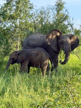 Kruger - Elephant