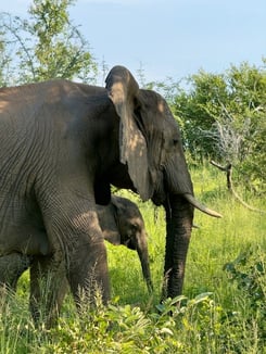 Kruger National Park Elephants