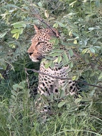 Kruger National Park Leopard