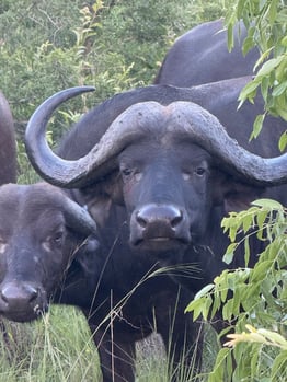 Kruger - Wild Buffalo