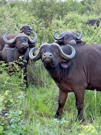 Kruger Safari Water Buffalo
