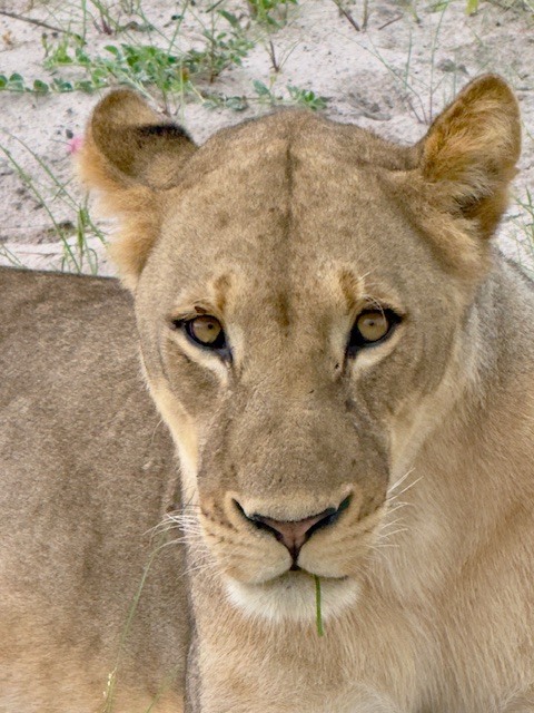 Chobe Game Lodge Safari Lion